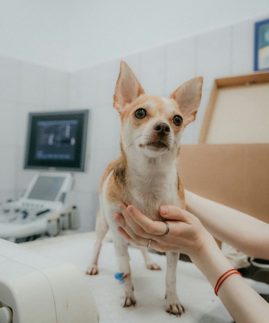 Acapella Technologies providing technology support for a veterinary practice